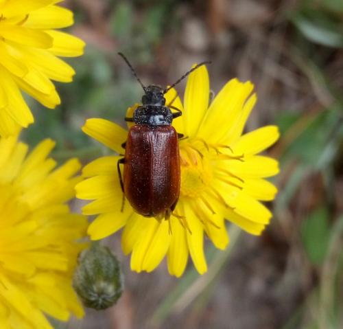 Réf. 228 320 : Omophlus sp.